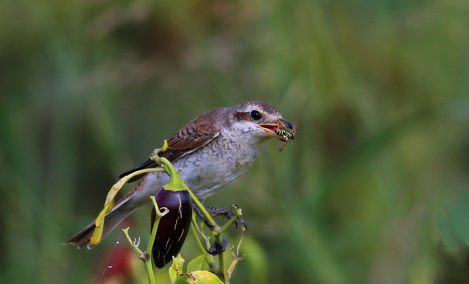 Red-backed Shrike